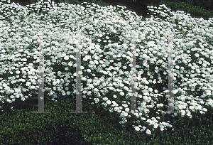 Picture of Argyranthemum foeniculaceum 