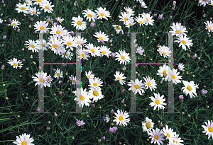 Picture of Argyranthemum foeniculaceum 