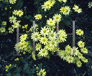 Picture of Argyranthemum madarense 