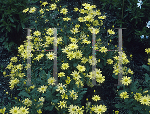 Picture of Argyranthemum madarense 