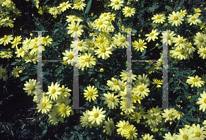 Picture of Argyranthemum madarense 