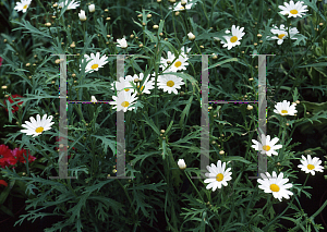 Picture of Argyranthemum foeniculaceum 'Jamaican Snowstorm'