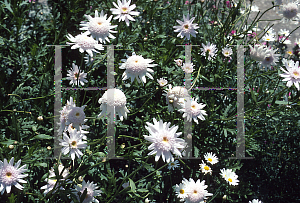 Picture of Argyranthemum frutescens 'May Wonder'