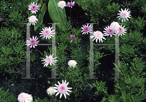 Picture of Argyranthemum frutescens 'Vancover'