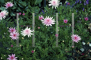 Picture of Argyranthemum frutescens 'Vancover'