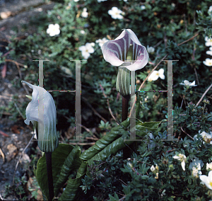 Picture of Arisaema candidissimum 