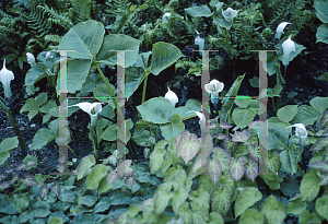 Picture of Arisaema candidissimum 