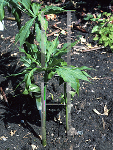 Picture of Arisaema ciliatum 