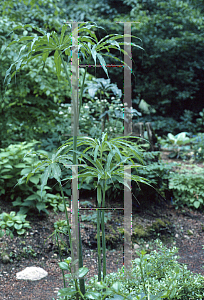 Picture of Arisaema consanguineum 