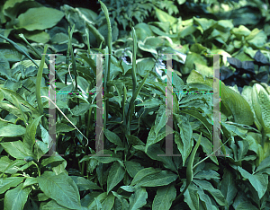 Picture of Arisaema dracontium 