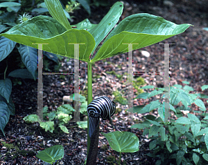 Picture of Arisaema fargesii 