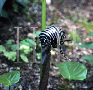 Picture of Arisaema fargesii 