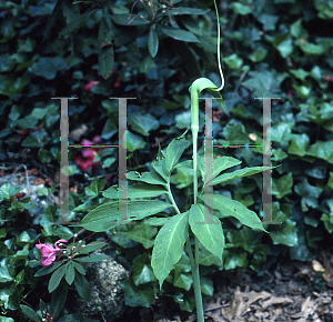 Picture of Arisaema heterophyllum 