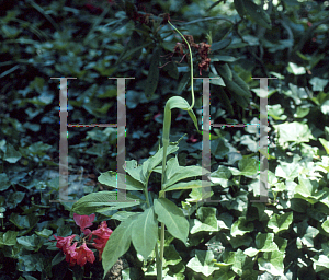 Picture of Arisaema heterophyllum 