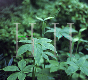 Picture of Arisaema jacquemontii 