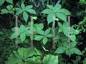 Picture of Arisaema jacquemontii 