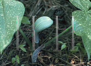 Picture of Arisaema ringens 