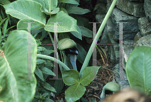 Picture of Arisaema ringens 