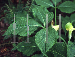 Picture of Arisaema ringens 