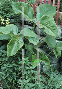 Picture of Arisaema ringens 