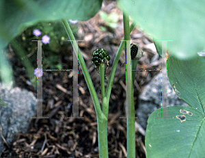 Picture of Arisaema ringens 