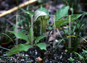 Picture of Arisaema serratum 