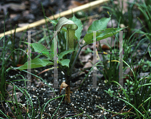 Picture of Arisaema serratum 