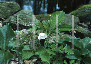 Picture of Arisaema sikokianum 