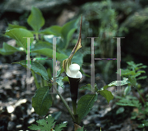 Picture of Arisaema sikokianum 