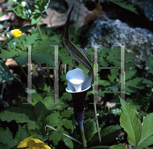 Picture of Arisaema sikokianum 