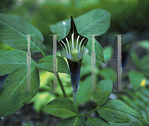 Picture of Arisaema sikokianum x takedae 