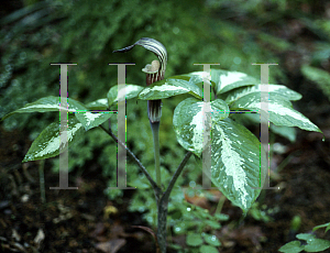 Picture of Arisaema sikokianum x takedae 