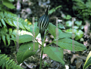 Picture of Arisaema sikokianum x takedae 