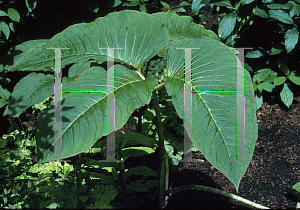 Picture of Arisaema speciosum 