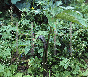 Picture of Arisaema speciosum 