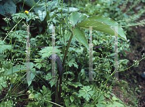 Picture of Arisaema speciosum 