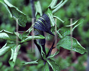 Picture of Arisaema takedae 