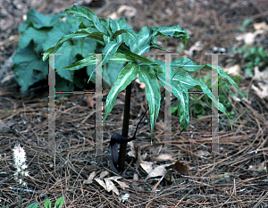 Picture of Arisaema thunbergii 