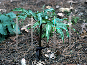 Picture of Arisaema thunbergii 