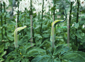 Picture of Arisaema tortuosum 