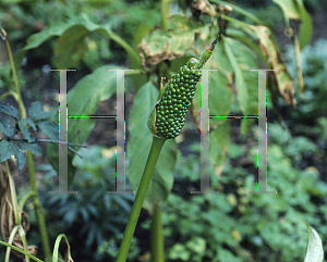 Picture of Arisaema tortuosum 