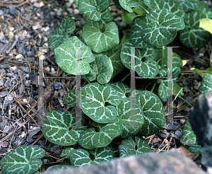 Picture of Aristolochia fimbriata 