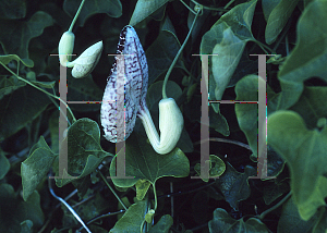 Picture of Aristolochia littoralis 