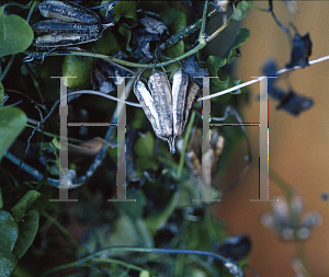 Picture of Aristolochia littoralis 