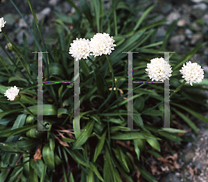 Picture of Armeria pseudarmeria 