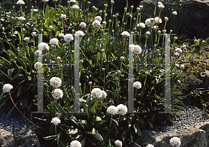 Picture of Armeria pseudarmeria 