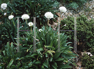 Picture of Armeria pseudarmeria 