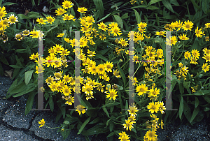 Picture of Arnica montana 