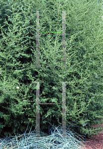 Picture of Artemisia annua 