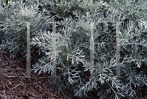 Picture of Artemisia incisa 